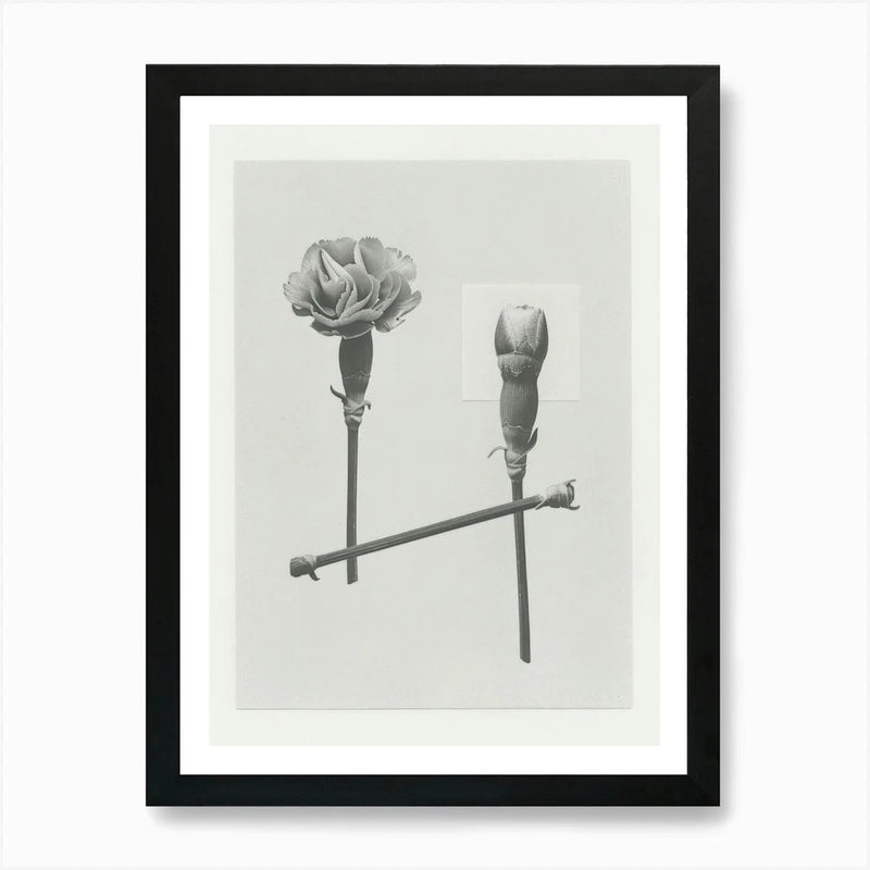 Framed grayscale carnation flower wall art with black frame and white mat