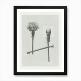 Carnation Flower Photo Collage 1 Ar Framed Wall Art Poster Canvas Print Picture Carnation