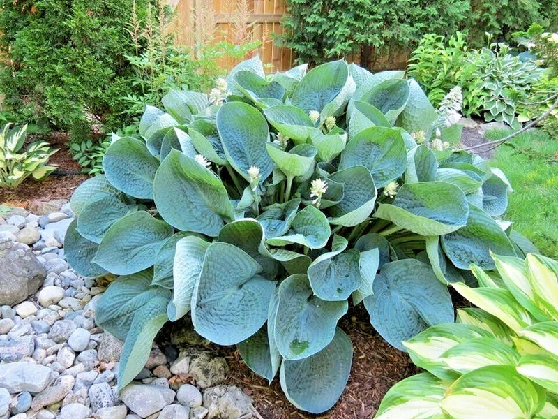 20 ABIQUA DRINKING GOURD HOSTA SEEDS Garden Plants