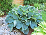 20 ABIQUA DRINKING GOURD HOSTA SEEDS Garden Plants