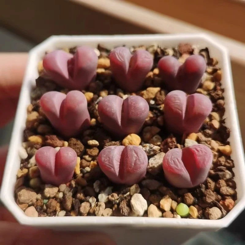Set of small lithops succulent plants with pink, heart-shaped leaves in a tray