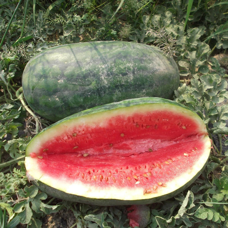 25+ CONGO WATERMELON FRESH FOR GARDENS NON - GMO Garden Plants
