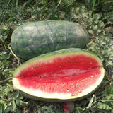 25+ CONGO WATERMELON FRESH FOR GARDENS NON - GMO Garden Plants
