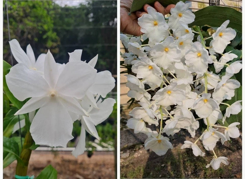 XL fragrant white orchid plant with clustered star-shaped blooms