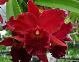 Rlc Kaoru Suzuki x Erin Kobayashi Fragrant Red Yellow Orchid Eros Hybrid 4Ó Pot Flowering Plants