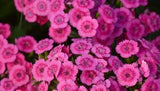 288 DIANTHUS JOLT PINK Live Plants Plugs Garden Planters AV Garden Plants