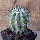 D3287 COPIAPOA PSEUDOCOQUIMBANA V. VULGATA KK10 pot10-H11-W10 cm MaMa Cactus Green Plant