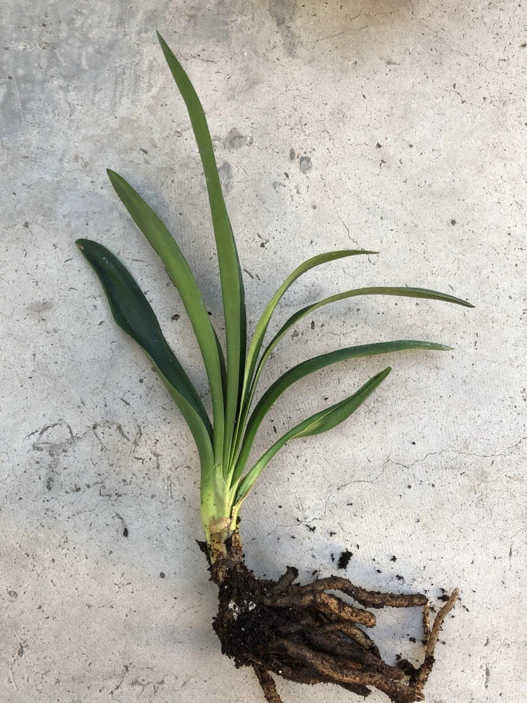 Bare root bush lily plant with green leaves and exposed roots