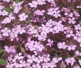 ROCK SOAPWORT PINK Saponaria Ocymoides - 2,500 Bulk Seeds Garden Plants