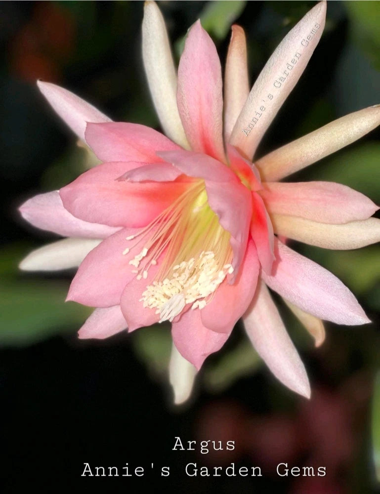 Epiphyllum orchid flower with pink petals and yellow center