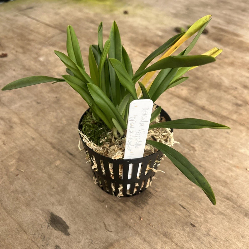 Net pot orchid plant with green strap-like leaves and a moss base