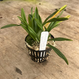 Dracula Vespertilio ÔDrew And HaydenÕ HCC/AOS 3.5Ó Net Pot Orchids