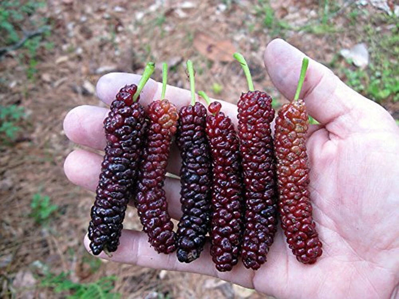 Mulberry fruit clusters on a hand, dark purple-red, fresh and ripe
