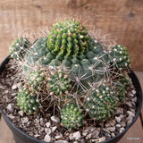 D7863 GYMNOCALYCIUM VIEDTZIANUM pot18-H12-W15 cm MaMa Cactus Green Plant