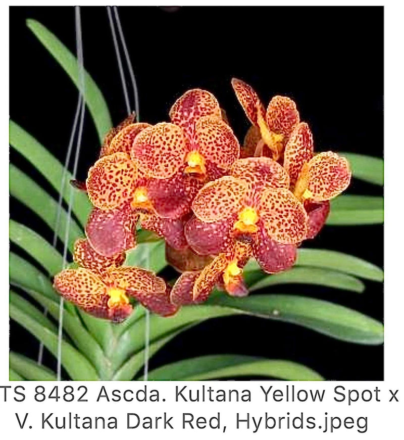 Ascda. Kultana Yellow Spot xV. Kultana Dark Red,    Orchids Seedling Orchids
