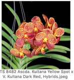 Ascda. Kultana Yellow Spot xV. Kultana Dark Red,    Orchids Seedling Orchids