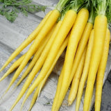 350 SOLAR YELLOW CARROT SEEDS FRESH HARVEST FOR GARDENS Garden Plants