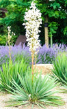 Yucca Filamentosa, Adam's needle rare agave garden aloe flowering seed 15 SEEDS Garden Plants