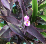 Purple Queen Cuttings Tradescantia pallida Purple Heart Plant READ DESCRIPTION Flowering Plants