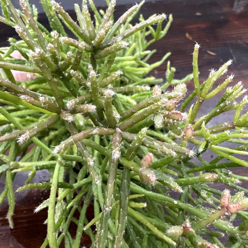 Rhipsalis Ewaldiana succulent plant with green segmented stems and fine spines