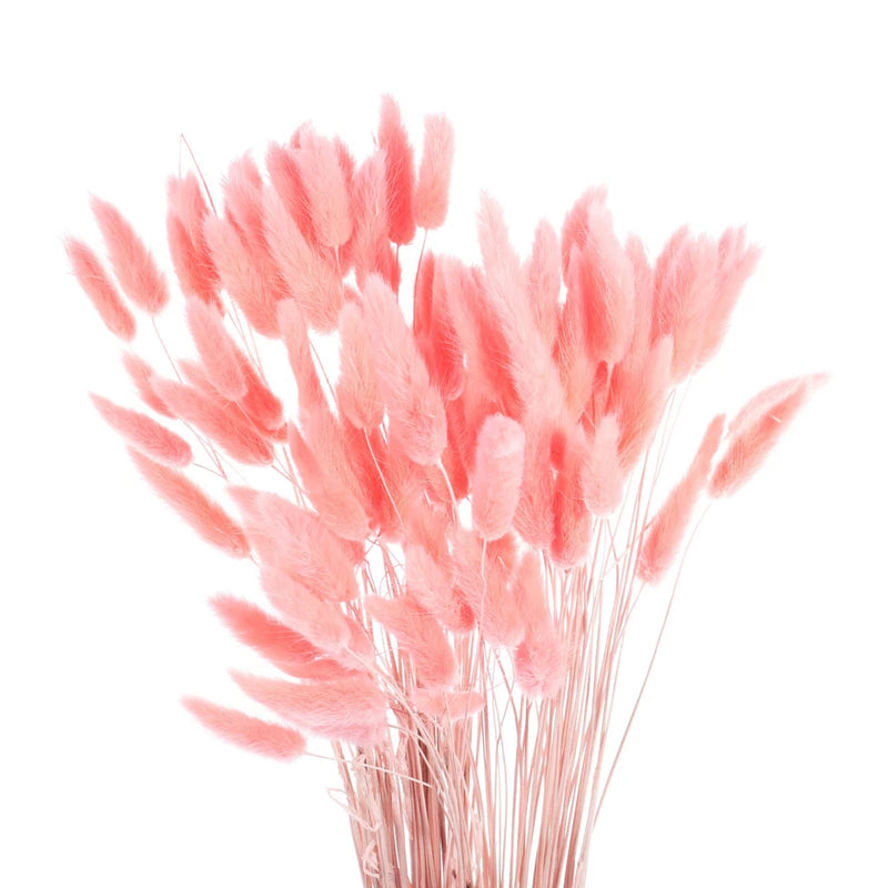 Pink dried bunny tail grass stems with soft fluffy plumes