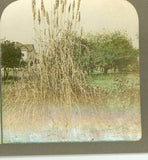 wsa1460 Moore 90 Tinted Eulalia Japonica or Pampas Grass D Pampas Grass