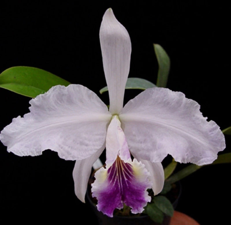 Coerulea Cattleya orchid with white petals and purple lip