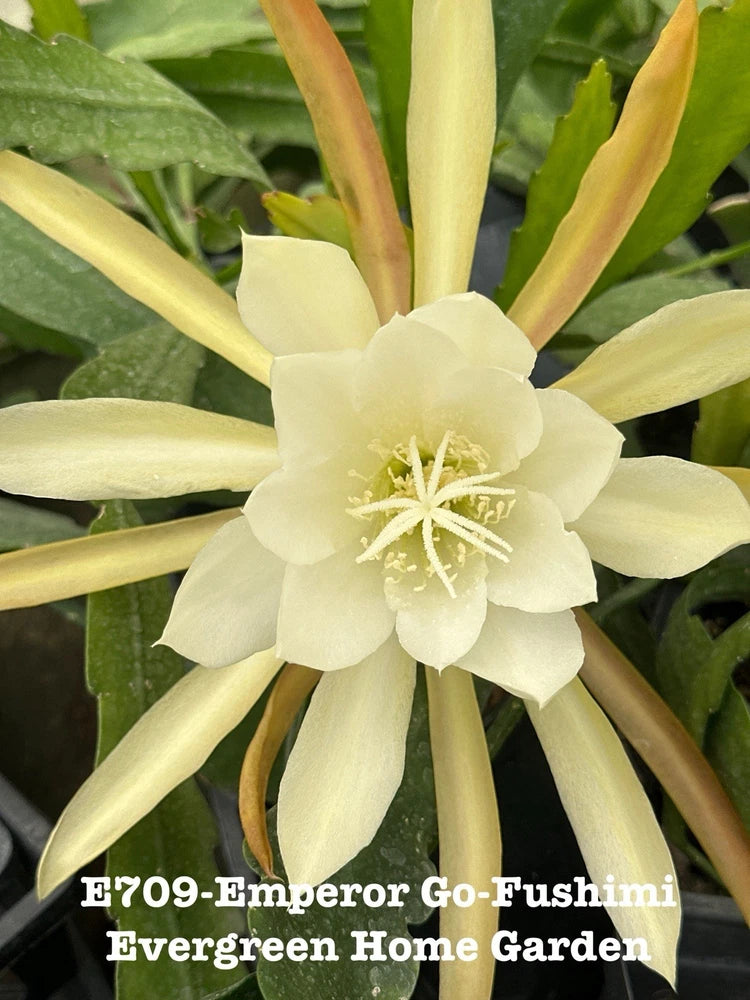 Epiphyllum orchid cactus in 4 in starter pot, pale cream blooms and upright stems