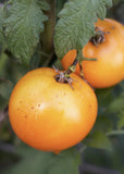 (20) Sunray Golden Tomato Heirloom Tomato Seeds plants garden Garden Plants