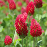 Crimson Clover Seeds - 1000+ Count - For 2026 Planting USA Garden Flower Italian Garden Plants