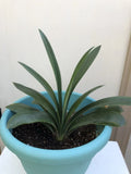 1 Clivia Miniata Bush Lily Orange Flowers Bare Root Live Plant Ready To Plant Orchids