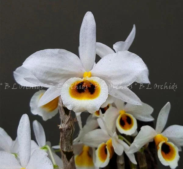Dendrobium bensoniae orchid flowers with white petals and yellow-orange centers