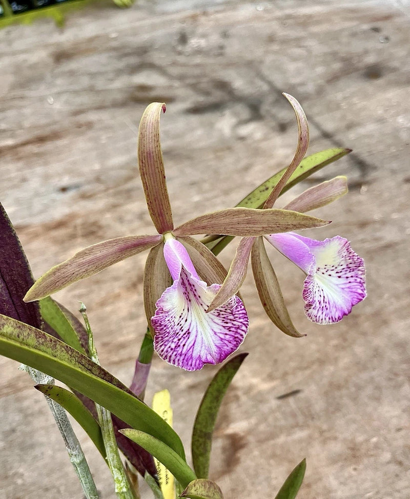 Purple-and-white striped orchid flowers with curled petals on green stems