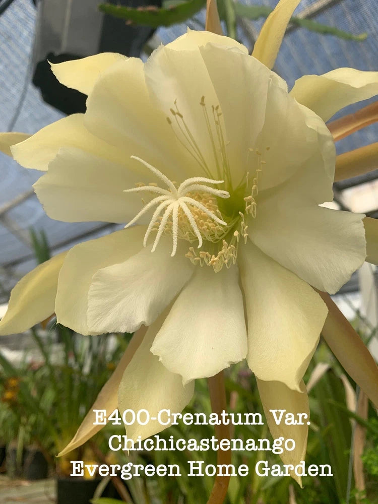 Pale yellow orchid cactus flower with long stamens in small starter pot