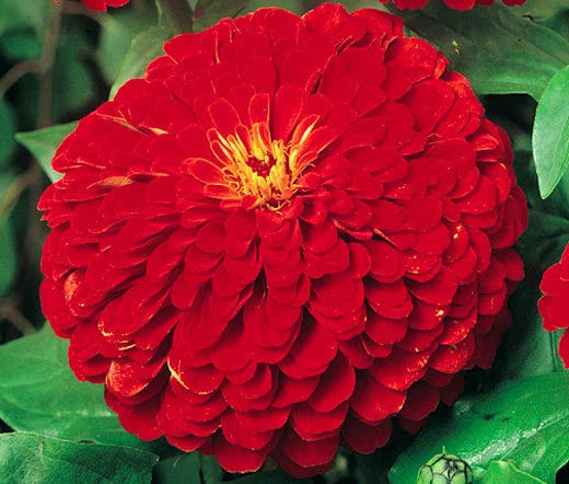 ZINNIA CHERRY QUEEN Zinnia Elegans - 1,000 Bulk Seeds Flowering Plants
