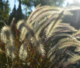 FOUNTAIN GRASS BLACK Pennisetum Alopecuroides Viridescens - 50 Bulk Seeds Pampas Grass
