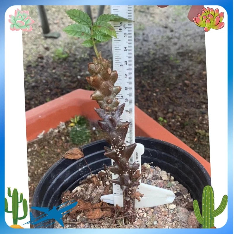 RareSucculent plant Beiselia mexicana Own Rootseedgrowth Garden DŽcor high10CM Garden Plants