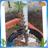 RareSucculent plant Beiselia mexicana Own Rootseedgrowth Garden DŽcor high10CM Garden Plants