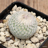 D398 EPITHELANTHA UNGUISPINA HR 111 EL SALITRO pot7-H3-W4 cm MaMa Cactus Green Plant