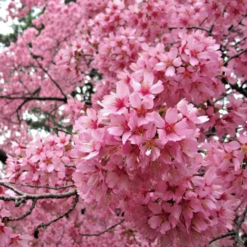 Okame Flowering Cherry Live Plant - 12-18" Tall - No Pot - Pink Cluster Blooms Flowering Plants