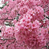 Okame Flowering Cherry Live Plant - 12-18" Tall - No Pot - Pink Cluster Blooms Flowering Plants