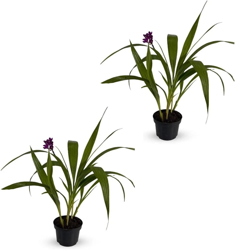 2-pack potted ground orchids with purple spiky blooms and long green leaves