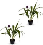 Spathoglottis Plicata (2 Pack)  | Vibrant Purple Philippine Ground Orchid | Trop Orchids