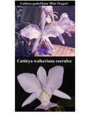 Orchid plant with white and purple blossoms, centered on dark green leaves