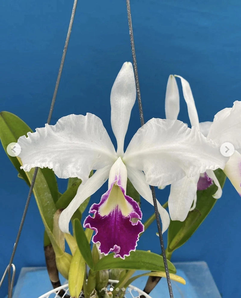 White orchid in pot with purple lip center and green leaves and blooms