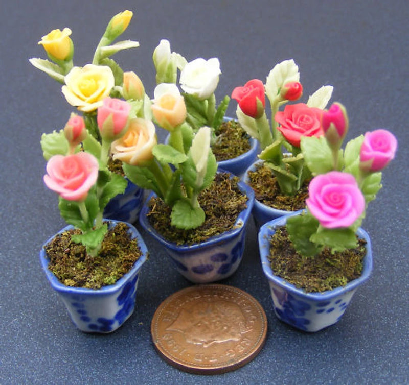 Miniature multi-color rose flowers in small blue ceramic pots with soil