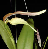 Bulbophyllum platysepalum Orchids