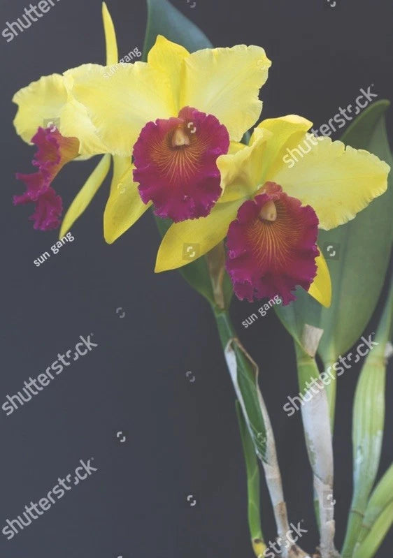Yellow orchids with magenta centers, two blooms on slender stems