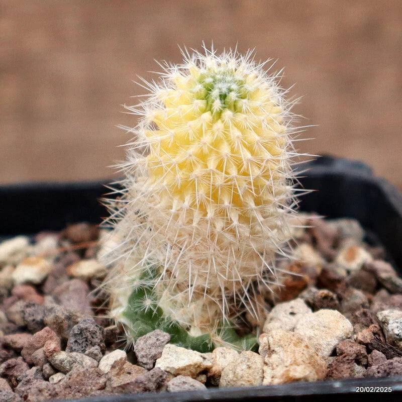 Mammillaria cactus in black pot, round green body with yellow variegation and white spines