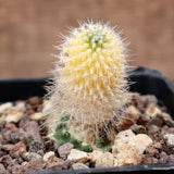 A3801 MAMMILLARIA SPINOSISSIMA VARIEGATED pot7-H5-W3 cm MaMa Cactus Green Plant
